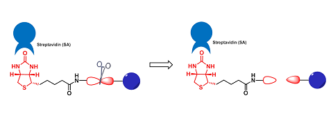 Cleavage Probes（可裂解探针）